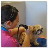 Clipping and grooming