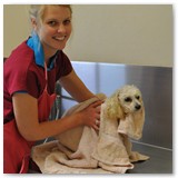 Erin washing a poodle