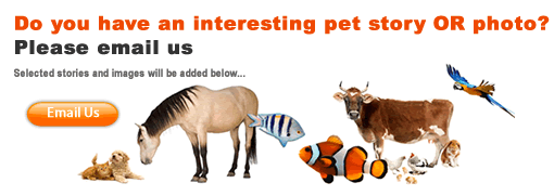 Email your pet story here