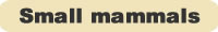 Pets Small mammals