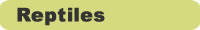 Pet Reptiles