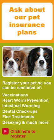 Ash about Pet Insurance Here